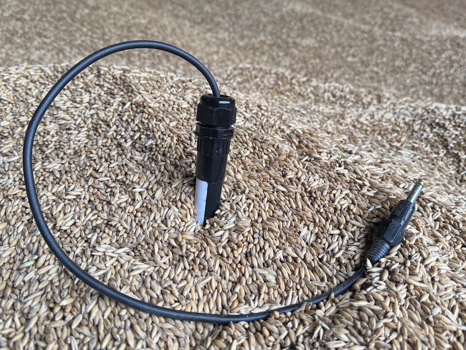 A probe pushed into a heap of grain, with its cable looping out of the cable gland at the top to a jack plug lying on the grain.