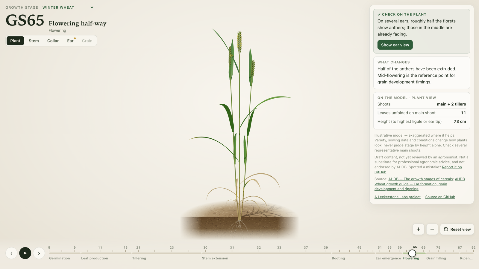 Growth Stage on desktop showing a 3D winter wheat plant at flowering (GS65) beside its stage checklist and growth-stage timeline.
