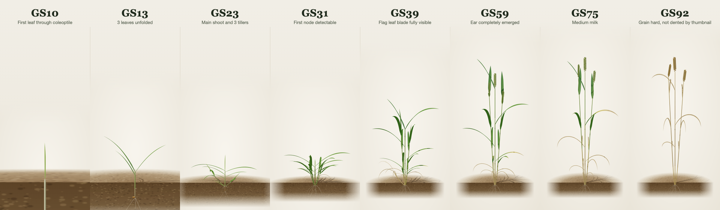 The winter wheat lifecycle in eight steps, from seedling to ripe ear.