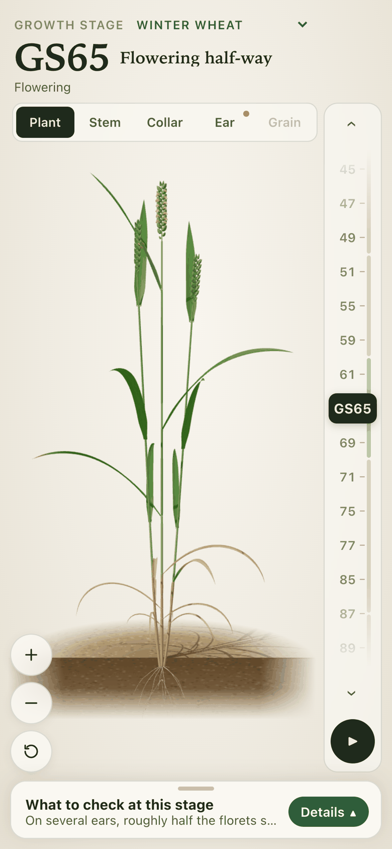 Growth Stage on a phone: winter wheat at GS65 with the vertical stage picker and the What to check bar.